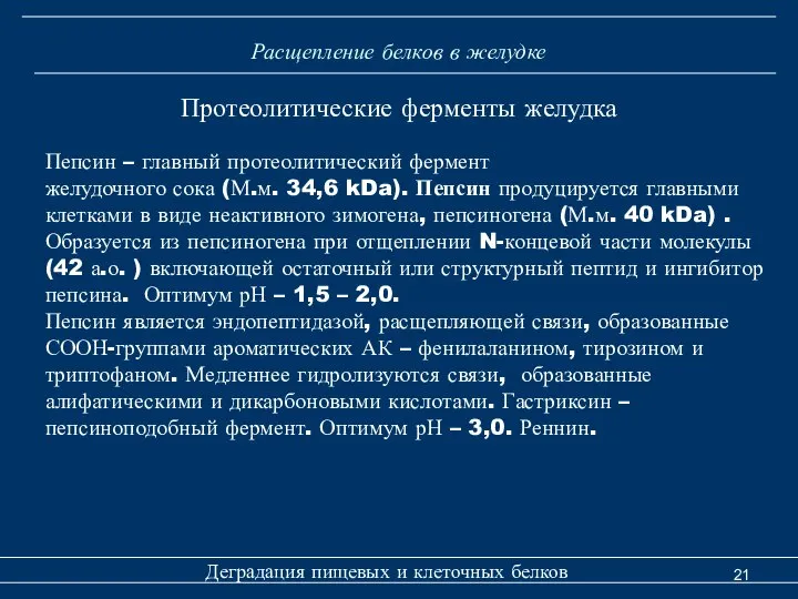 Расщепление белков в желудке Деградация пищевых и клеточных белков Протеолитические ферменты