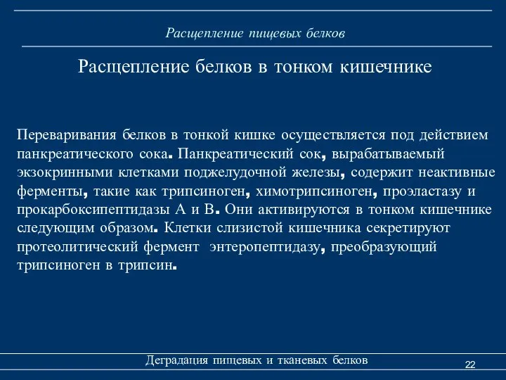 Расщепление пищевых белков Деградация пищевых и тканевых белков Расщепление белков в