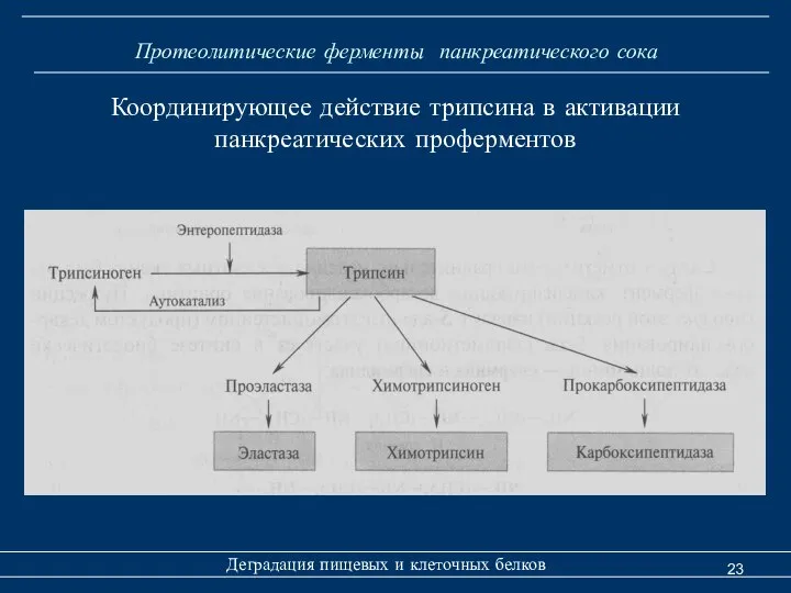 Протеолитические ферменты панкреатического сока Деградация пищевых и клеточных белков Координирующее действие трипсина в активации панкреатических проферментов