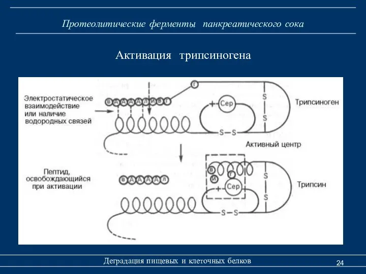 Протеолитические ферменты панкреатического сока Деградация пищевых и клеточных белков Активация трипсиногена