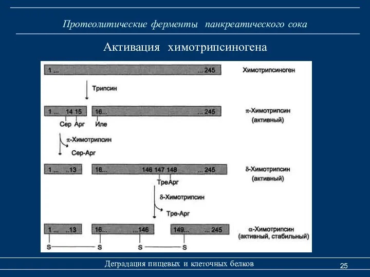 Протеолитические ферменты панкреатического сока Деградация пищевых и клеточных белков Активация химотрипсиногена