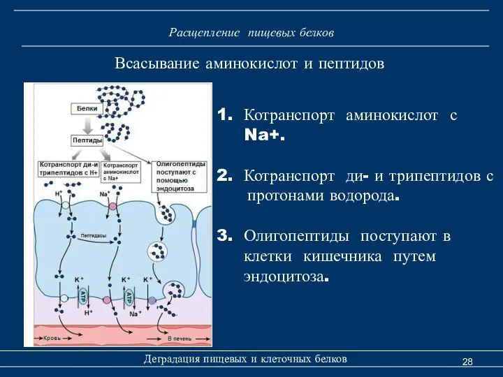 Расщепление пищевых белков Всасывание аминокислот и пептидов Деградация пищевых и клеточных