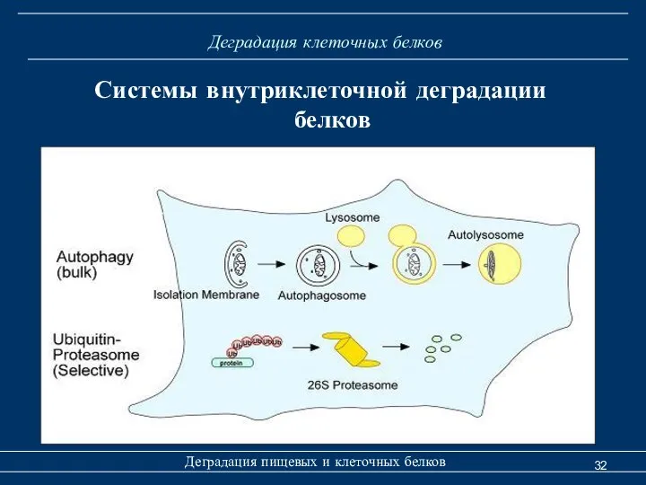 Деградация клеточных белков Деградация пищевых и клеточных белков Системы внутриклеточной деградации белков