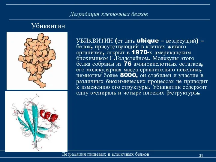 Деградация клеточных белков Деградация пищевых и клеточных белков Убиквитин УБИКВИТИН (от