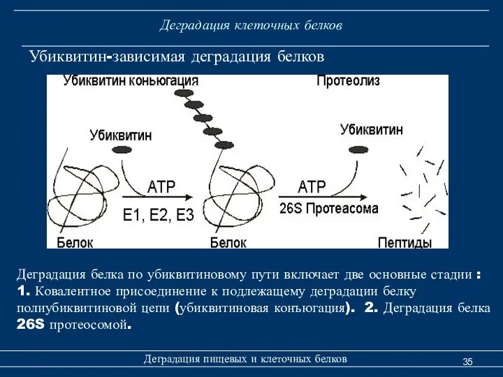 Деградация клеточных белков Деградация пищевых и клеточных белков Убиквитин-зависимая деградация белков