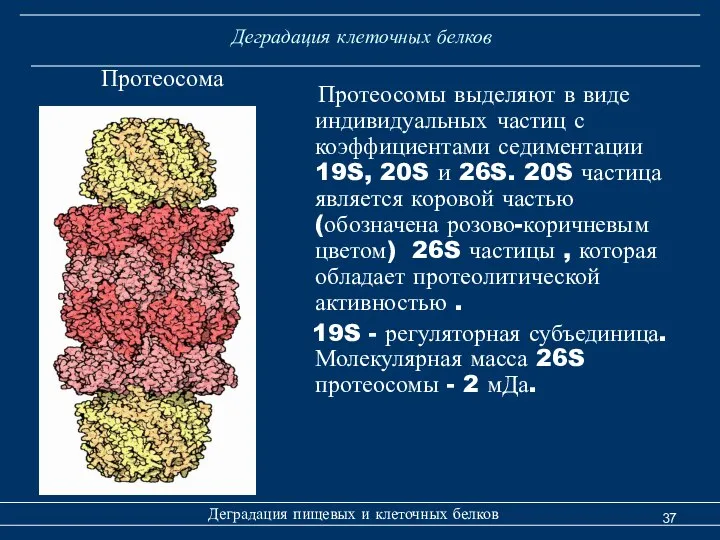 Деградация клеточных белков Протеосома Деградация пищевых и клеточных белков Протеосомы выделяют