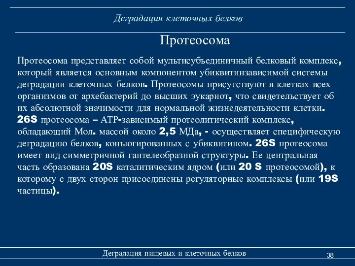 Деградация клеточных белков Протеосома Деградация пищевых и клеточных белков Протеосома представляет