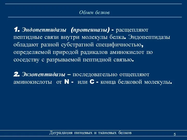 Обмен белков Деградация пищевых и тканевых белков 1. Эндопептидазы (протеиназы) -