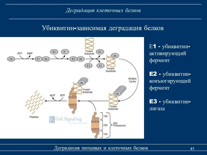 Деградация клеточных белков Деградация пищевых и клеточных белков Убиквитин-зависимая деградация белков