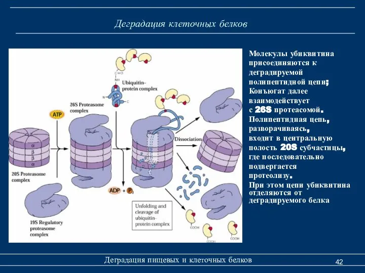 Деградация клеточных белков Деградация пищевых и клеточных белков Молекулы убиквитина присоединяются