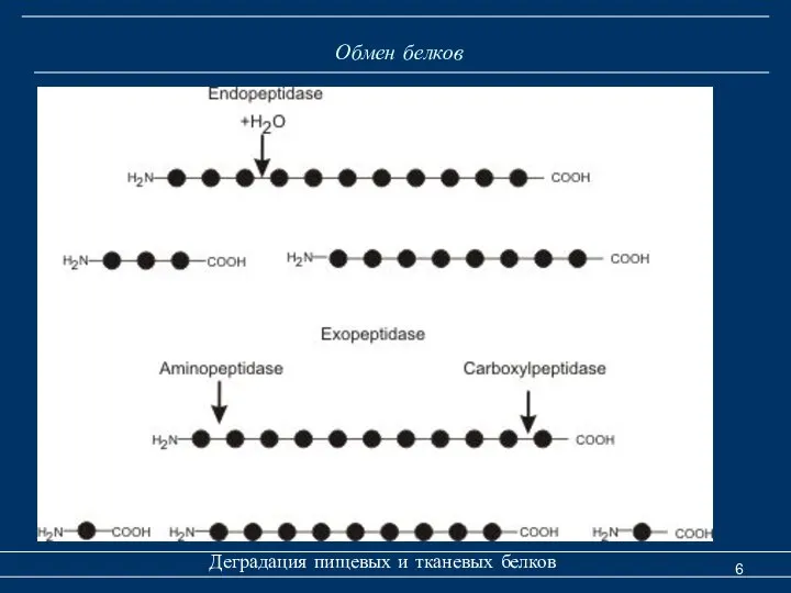 Обмен белков Деградация пищевых и тканевых белков