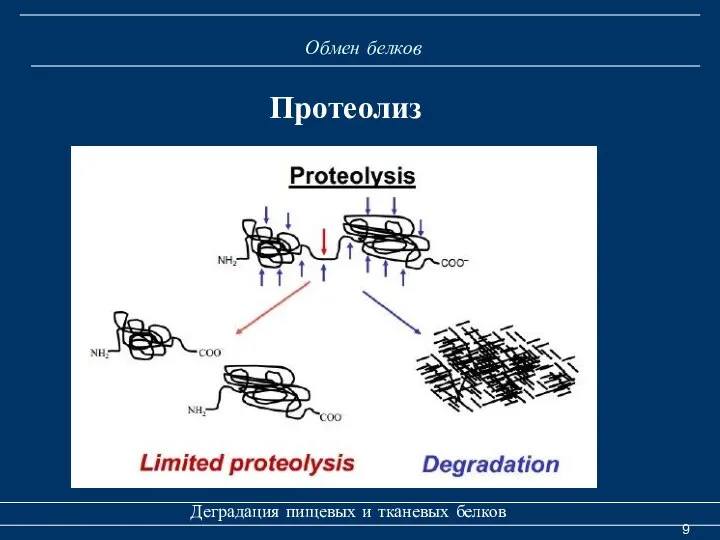 Обмен белков Деградация пищевых и тканевых белков Протеолиз