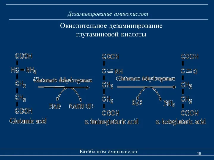 Дезаминирование аминокислот Катаболизм аминокислот Окислительное дезаминирование глутаминовой кислоты