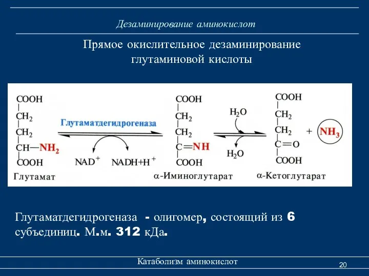 Дезаминирование аминокислот Катаболизм аминокислот Прямое окислительное дезаминирование глутаминовой кислоты Глутаматдегидрогеназа -