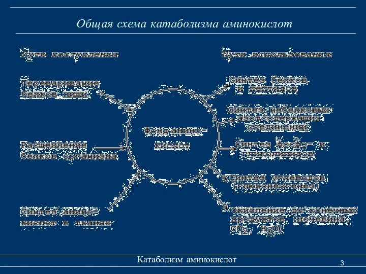 Общая схема катаболизма аминокислот Катаболизм аминокислот