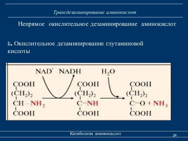 Трансдезаминирование аминокислот Катаболизм аминокислот Непрямое окислительное дезаминирование аминокислот Б. Окислительное дезаминирование глутаминовой кислоты