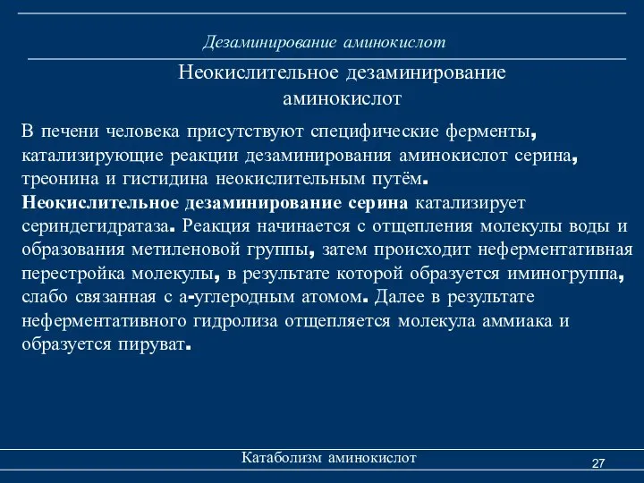 Дезаминирование аминокислот Катаболизм аминокислот Неокислительное дезаминирование аминокислот В печени человека присутствуют