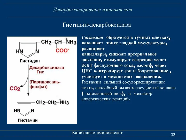 Декарбоксилирование аминокислот Катаболизм аминокислот Гистидин-декарбоксилаза Гистамин образуется в тучных клетках, повышает