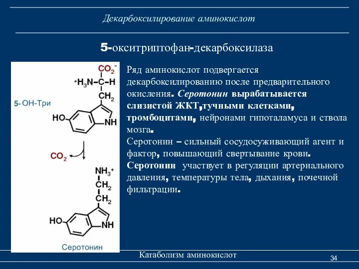 Декарбоксилирование аминокислот Катаболизм аминокислот 5-окситриптофан-декарбоксилаза Ряд аминокислот подвергается декарбоксилированию после предварительного