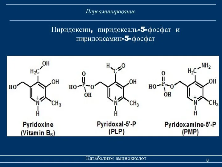 Переаминирование Катаболизм аминокислот Пиридоксин, пиридоксаль-5-фосфат и пиридоксамин-5-фосфат