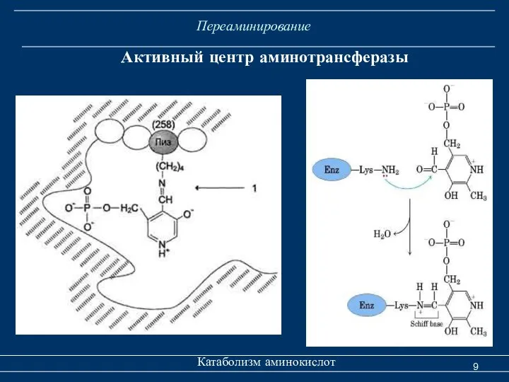 Переаминирование Катаболизм аминокислот Активный центр аминотрансферазы