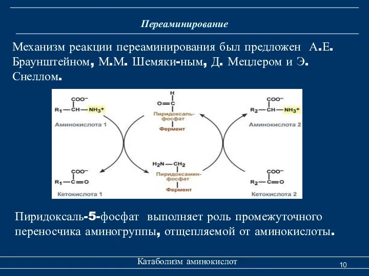 Переаминирование Катаболизм аминокислот Механизм реакции переаминирования был предложен А.Е. Браунштейном, М.М.