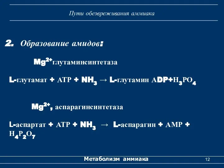 Метаболизм аммиака Пути обезвреживания аммиака Образование амидов: Mg2+глутаминсинтетаза L-глутамат + АТР