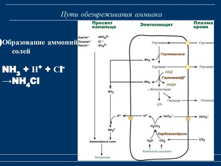 Пути обезвреживания аммиака Метаболизм аммиака Образование аммонийных солей NH3 + Н+ + Сl- →NH4Cl