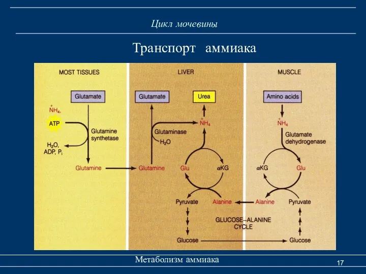 Цикл мочевины Метаболизм аммиака Транспорт аммиака