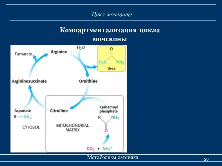 Цикл мочевины Метаболизм аммиака Компартментализация цикла мочевины