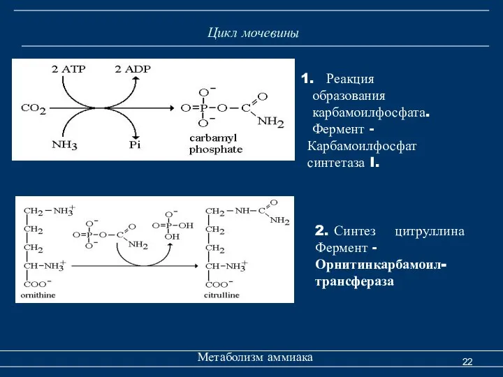 Цикл мочевины Метаболизм аммиака Реакция образования карбамоилфосфата. Фермент - Карбамоилфосфат синтетаза