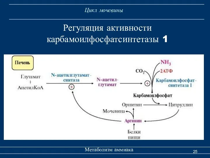 Цикл мочевины Метаболизм аммиака Регуляция активности карбамоилфосфатсинтетазы 1