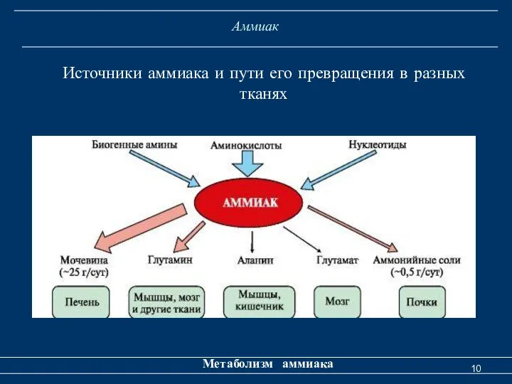 Аммиак Метаболизм аммиака Источники аммиака и пути его превращения в разных тканях