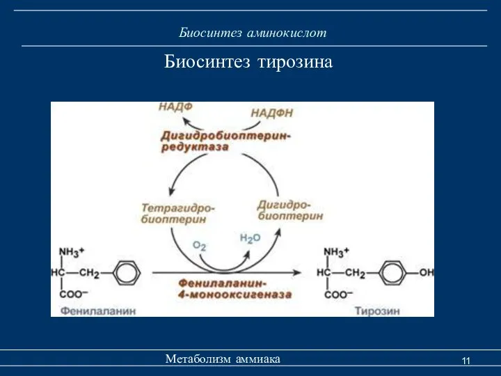 Биосинтез аминокислот Метаболизм аммиака Биосинтез тирозина