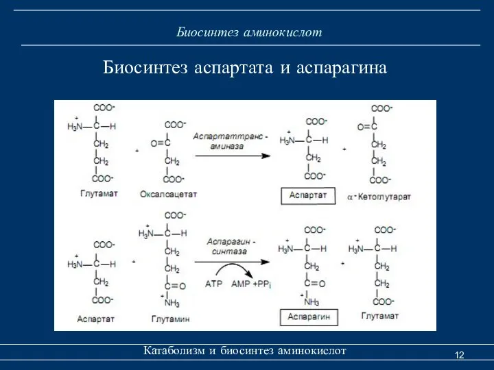 Биосинтез аминокислот Катаболизм и биосинтез аминокислот Биосинтез аспартата и аспарагина