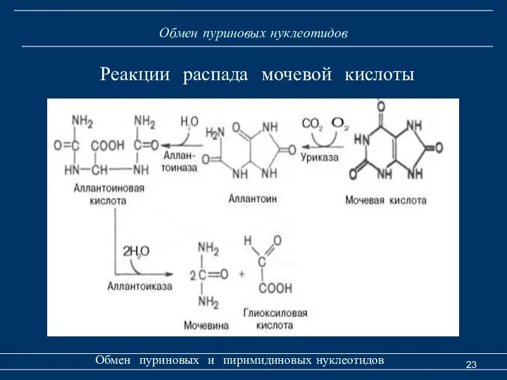 Обмен пуриновых нуклеотидов Обмен пуриновых и пиримидиновых нуклеотидов Реакции распада мочевой кислоты