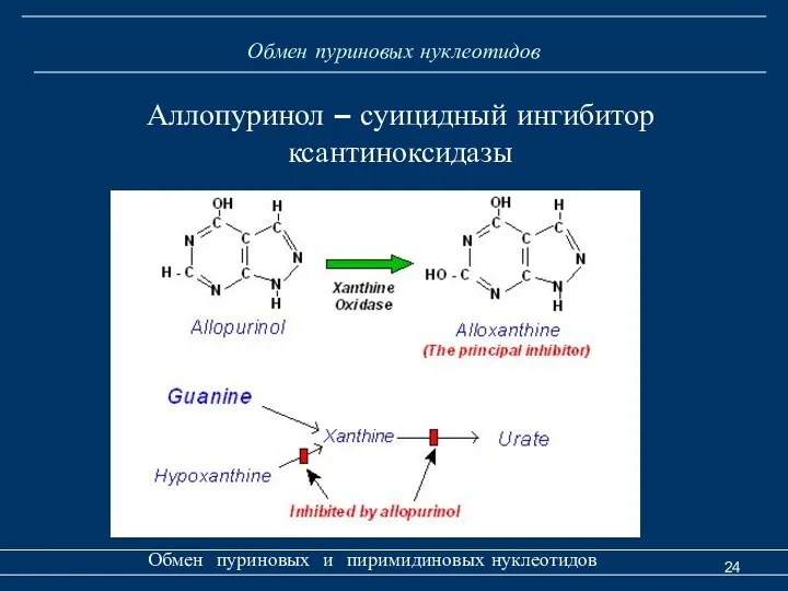 Обмен пуриновых нуклеотидов Обмен пуриновых и пиримидиновых нуклеотидов Аллопуринол – суицидный ингибитор ксантиноксидазы