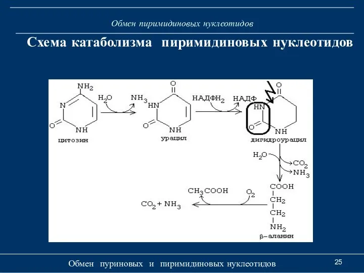Обмен пиримидиновых нуклеотидов Обмен пуриновых и пиримидиновых нуклеотидов Схема катаболизма пиримидиновых нуклеотидов