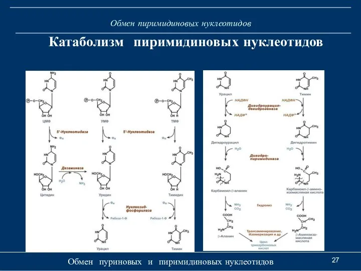 Обмен пиримидиновых нуклеотидов Обмен пуриновых и пиримидиновых нуклеотидов Катаболизм пиримидиновых нуклеотидов