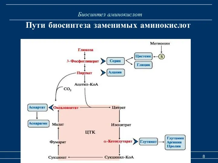 Биосинтез аминокислот Катаболизм и биосинтез аминокислот Пути биосинтеза заменимых аминокислот