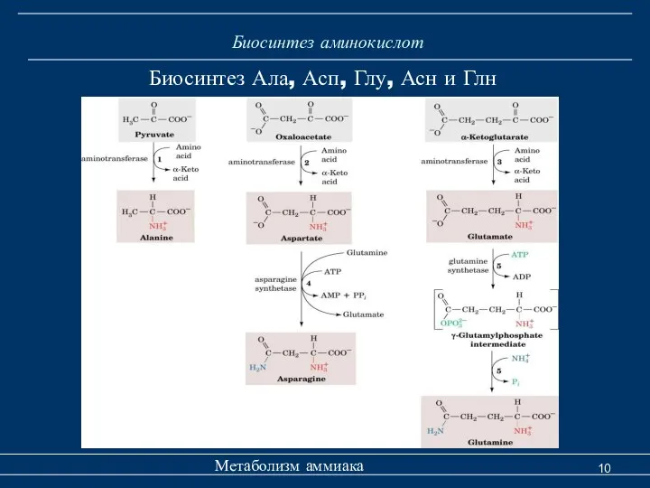 Биосинтез аминокислот Метаболизм аммиака Биосинтез Ала, Асп, Глу, Асн и Глн