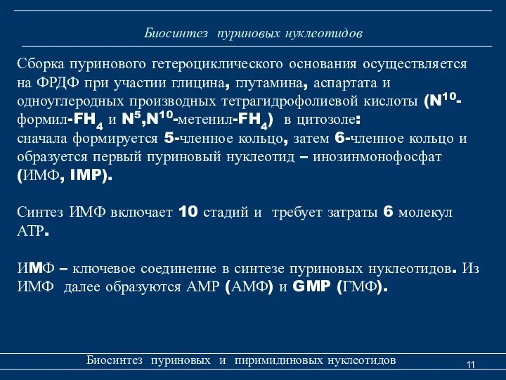 Биосинтез пуриновых нуклеотидов Биосинтез пуриновых и пиримидиновых нуклеотидов Сборка пуринового гетероциклического