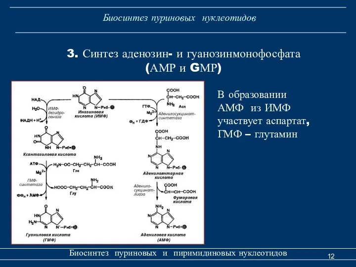 Биосинтез пуриновых нуклеотидов Биосинтез пуриновых и пиримидиновых нуклеотидов 3. Синтез аденозин-