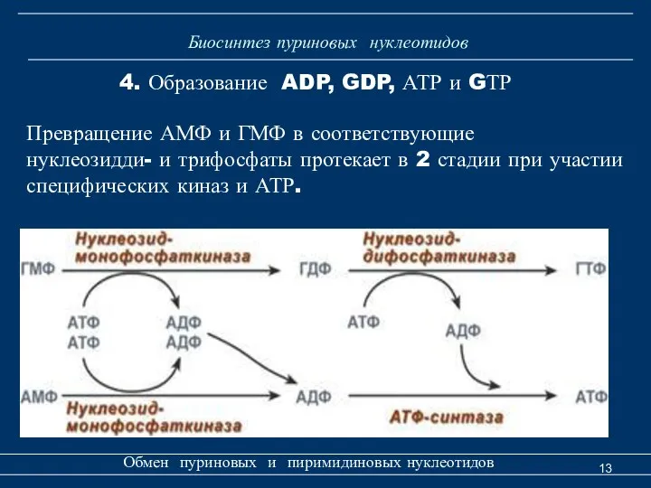 Биосинтез пуриновых нуклеотидов Обмен пуриновых и пиримидиновых нуклеотидов 4. Образование ADP,