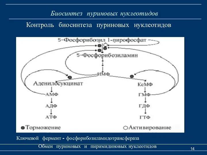 Биосинтез пуриновых нуклеотидов Обмен пуриновых и пиримидиновых нуклеотидов Контроль биосинтеза пуриновых нуклеотидов Ключевой фермент - фосфорибозиламидотрансфераза