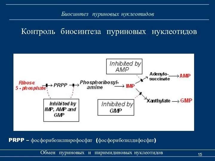 Биосинтез пуриновых нуклеотидов Обмен пуриновых и пиримидиновых нуклеотидов Контроль биосинтеза пуриновых нуклеотидов PRPP – фосфорибозилпирофосфат (фосфорибозилдифосфат)