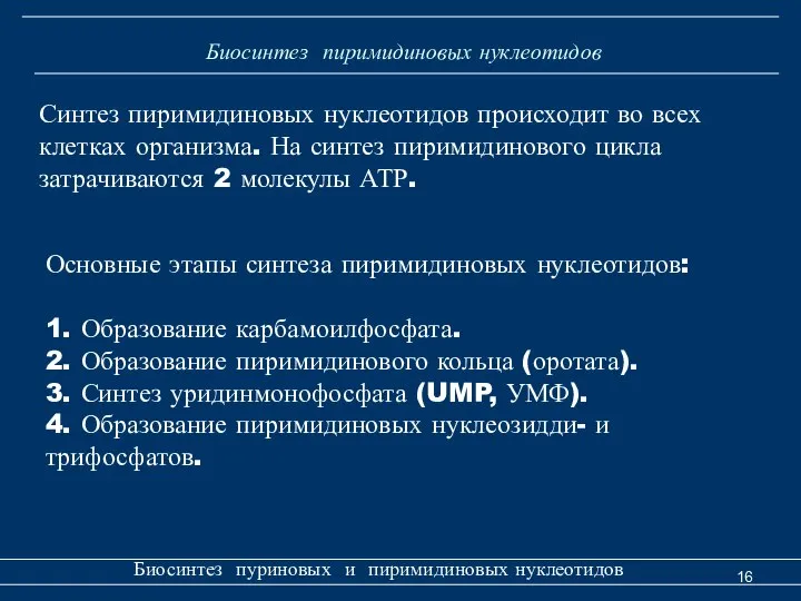 Биосинтез пиримидиновых нуклеотидов Биосинтез пуриновых и пиримидиновых нуклеотидов Синтез пиримидиновых нуклеотидов