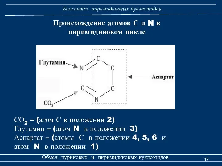 Биосинтез пиримидиновых нуклеотидов Обмен пуриновых и пиримидиновых нуклеотидов СО2 – (атом