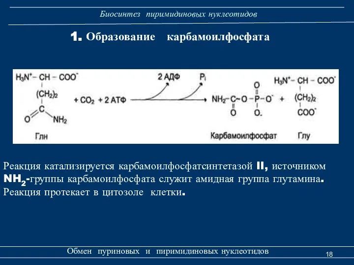 Биосинтез пиримидиновых нуклеотидов Обмен пуриновых и пиримидиновых нуклеотидов Реакция катализируется карбамоилфосфатсинтетазой