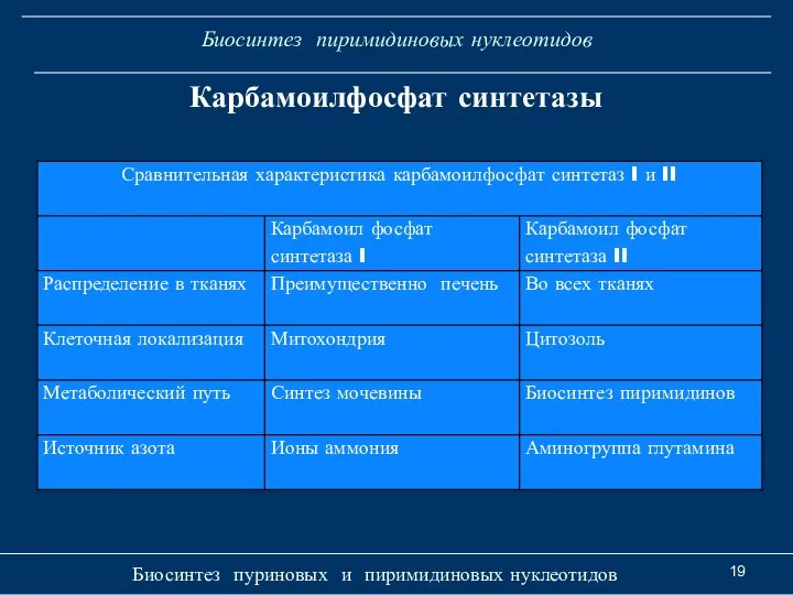 Биосинтез пиримидиновых нуклеотидов Биосинтез пуриновых и пиримидиновых нуклеотидов Карбамоилфосфат синтетазы